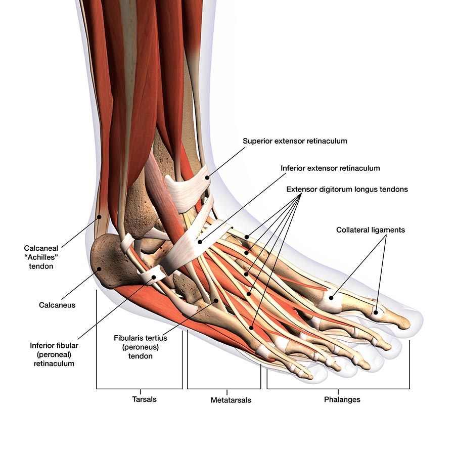 Foot & Ankle anatomy
