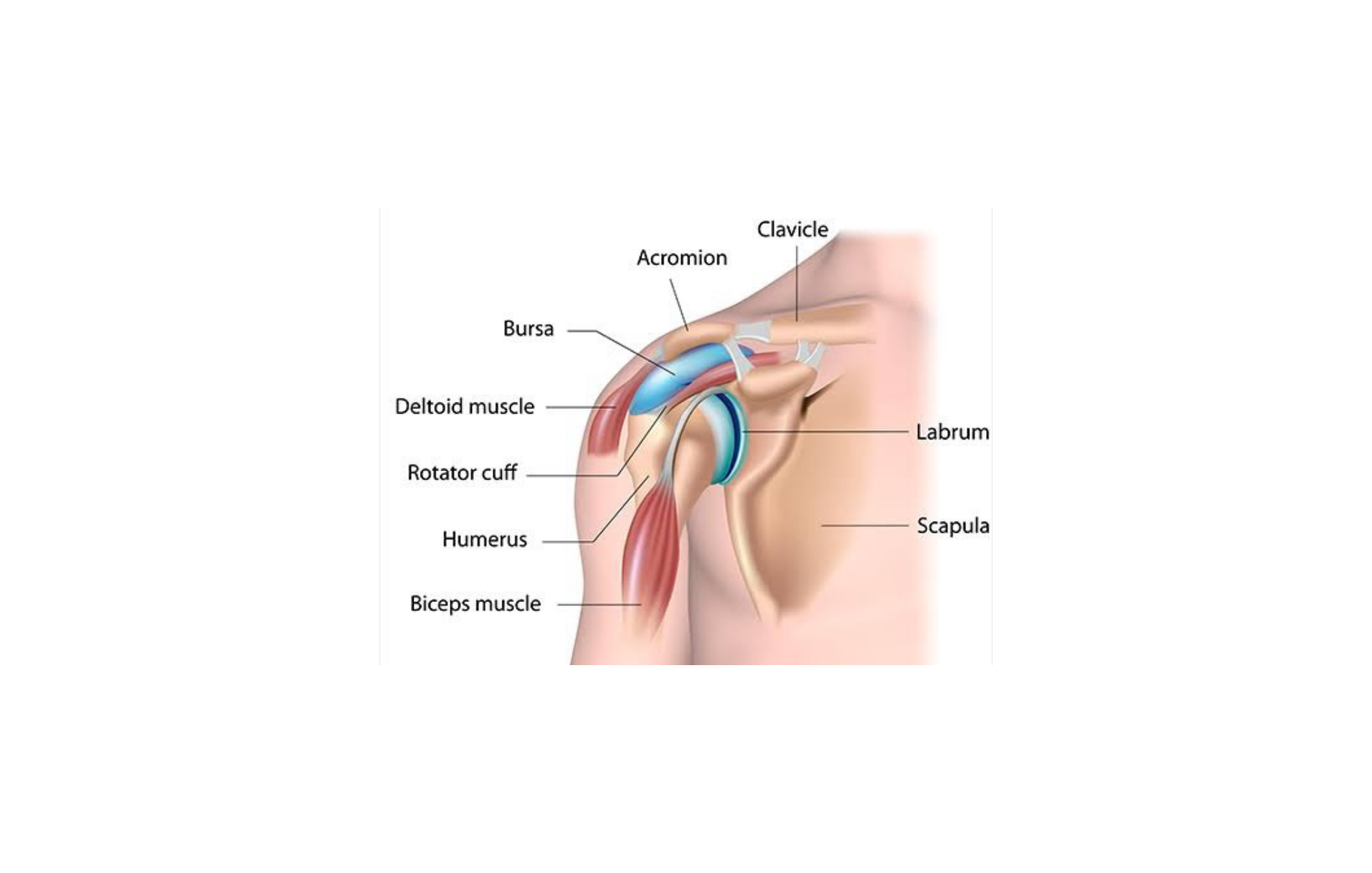 Shoulder & Elbow anatomy